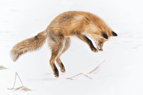 10 — Sauts d'emplois fréquents